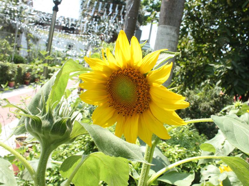 Latest Photo - Beautiful picture of the garden at Arati Princess Nest