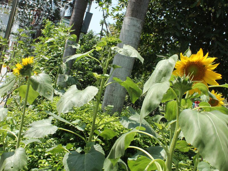 Latest Photo - Beautiful sunflower at Arati Princess Nest Garden